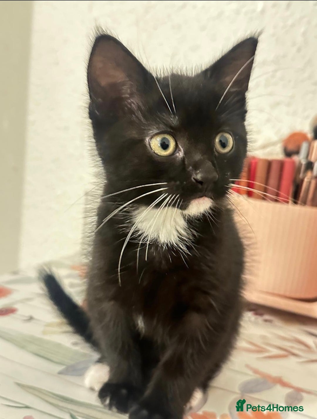 Munchkin cats for sale: 🐾 Adorable 2-Month-Old Male Kitten  🐾 - Image 9