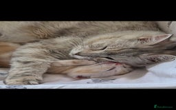 Maine Coon cats for sale: FLUFFY MAINECOON X KITTENS - Image 16