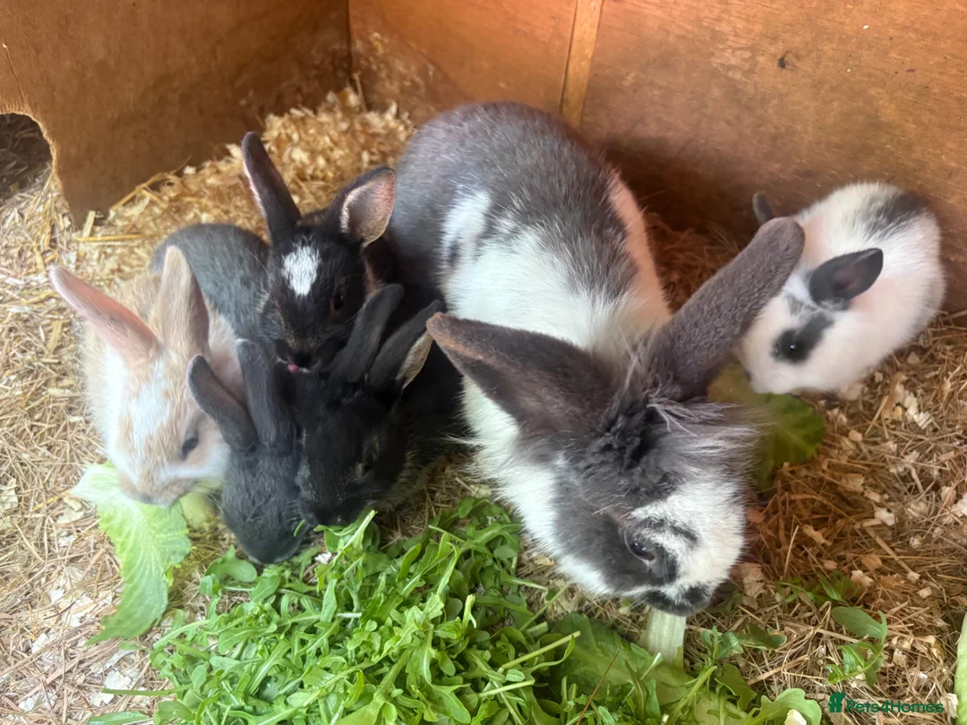 Mixed Breed rabbits for sale: gorgeous baby bunnies  - Advert 1
