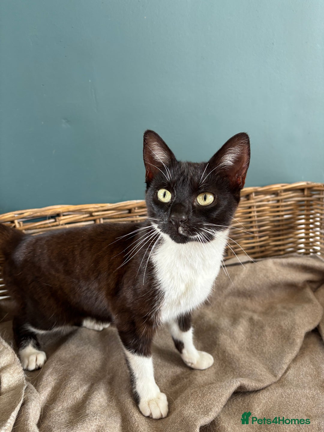 Domestic Shorthair cats for sale: Adorable, friendly playful bicolour kittens - Image 9