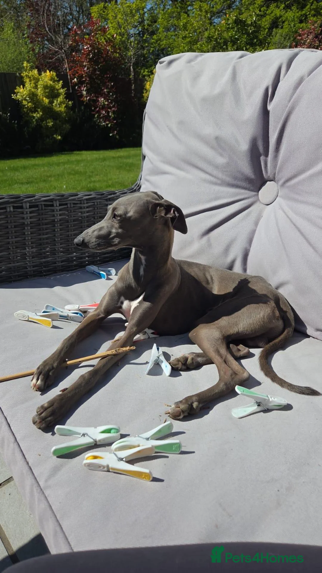 Italian Greyhound dogs for stud: Distinguished Gentleman in Crowthorne - Advert 5