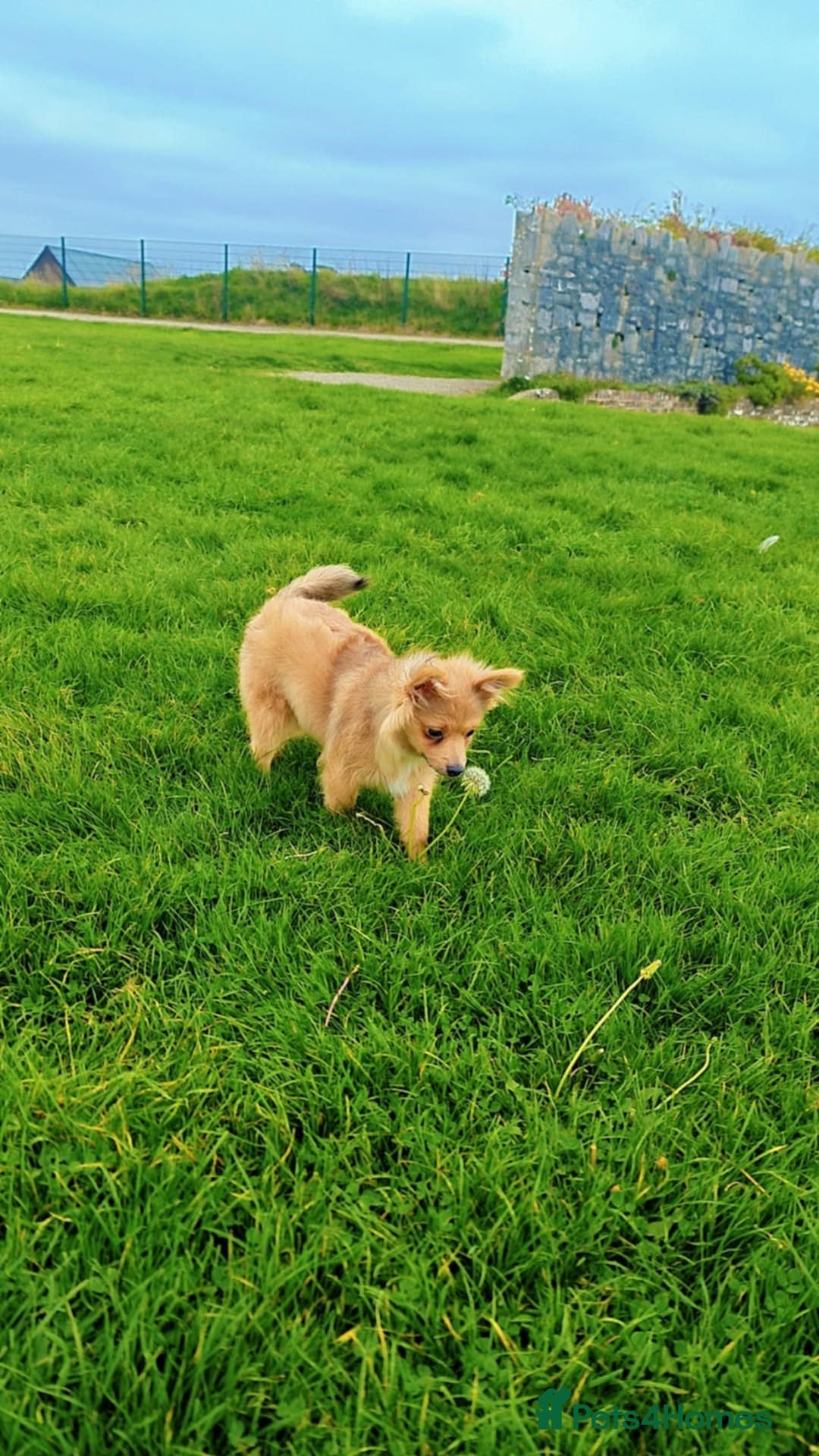 Pomeranian dogs for sale: MALE Pomeranian - Advert 4