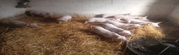 Pig livestock for sale: Welsh x large white weaners x10 - Advert 1