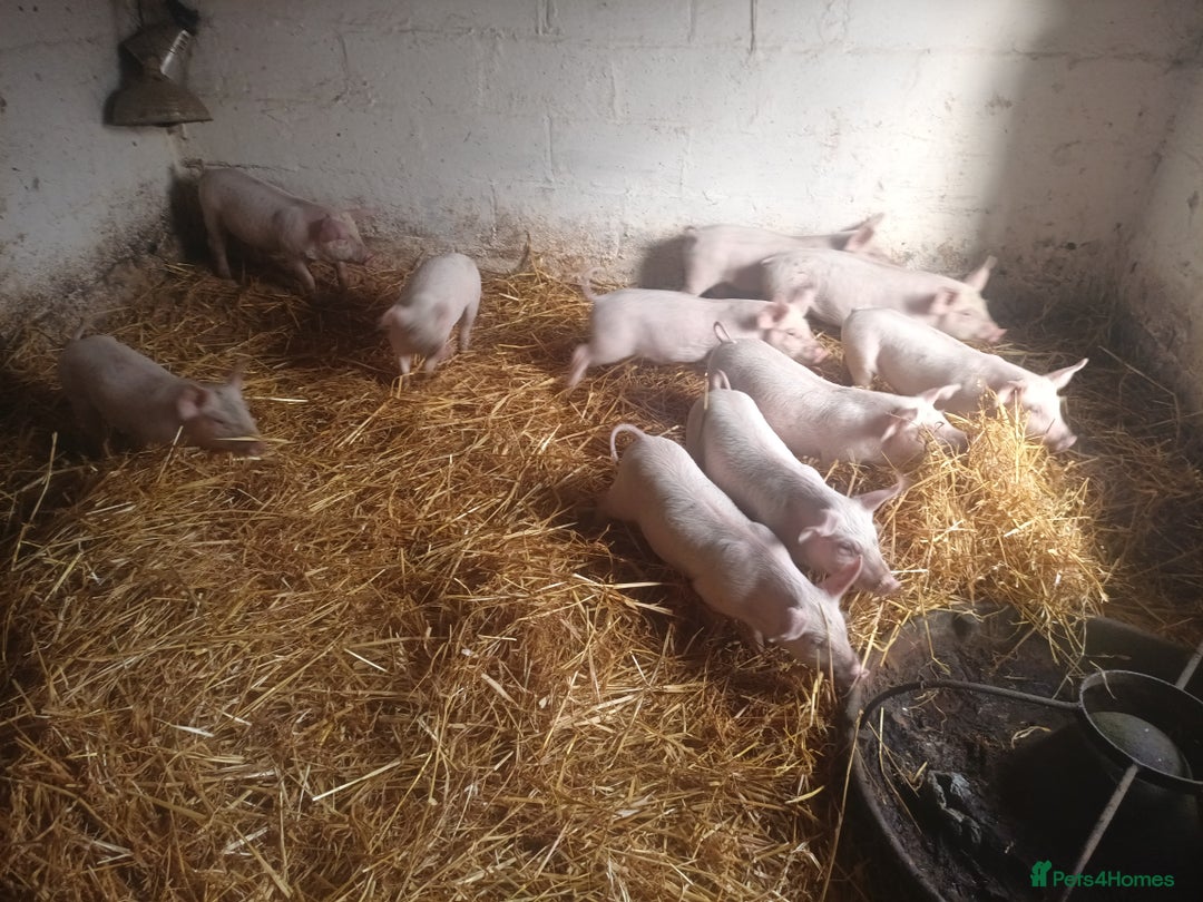 Pig livestock for sale: Welsh x large white weaners x10 - Advert 1