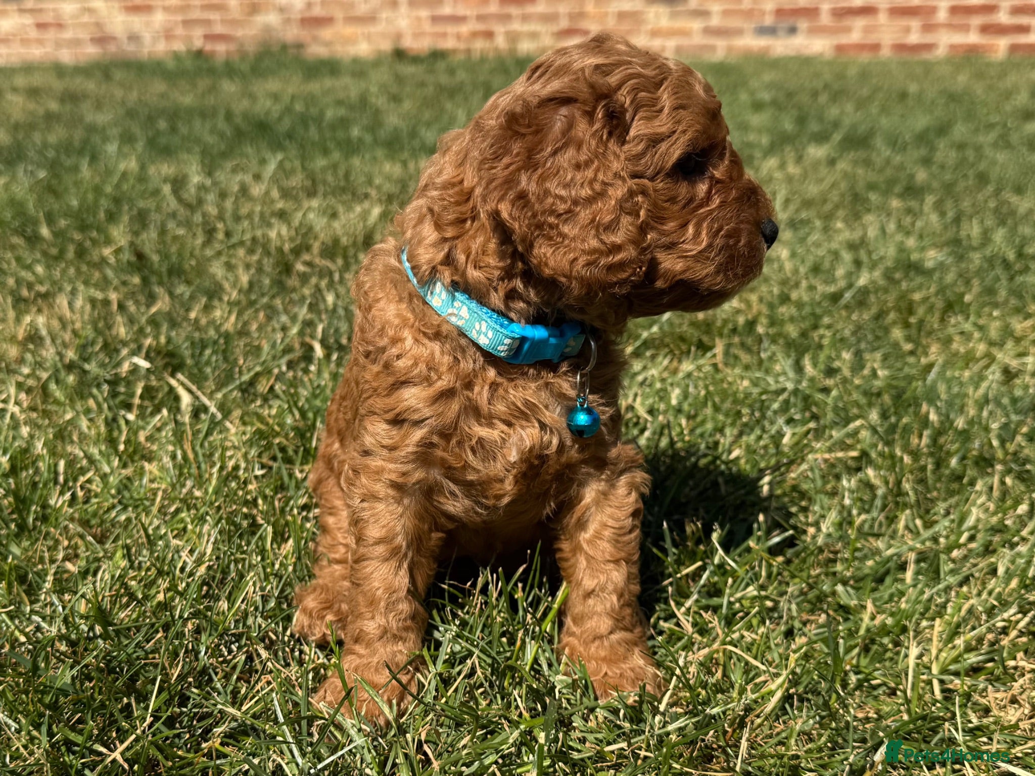 Cavapoo dogs 🐾 F1b male cavapoo 🐾 - Advert 2