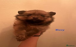 Pomeranian dogs for sale: THREE BEAUTIFUL POMERANIAN PUPPIES⚠️⚠️❗️  - Image 12