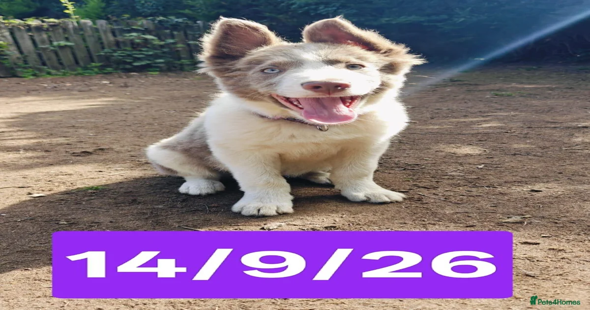 border-collie-border-collie-puppies-for-sale-pets4homes