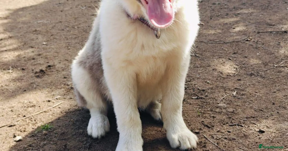 Border Collie Border Collie Puppies For Sale Pets4Homes border-collie-border-collie-puppies-for-sale-pets4homes
