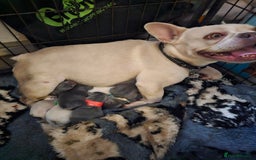French Bulldog dogs for sale: Georgous french bulldogs for sale  - Image 10