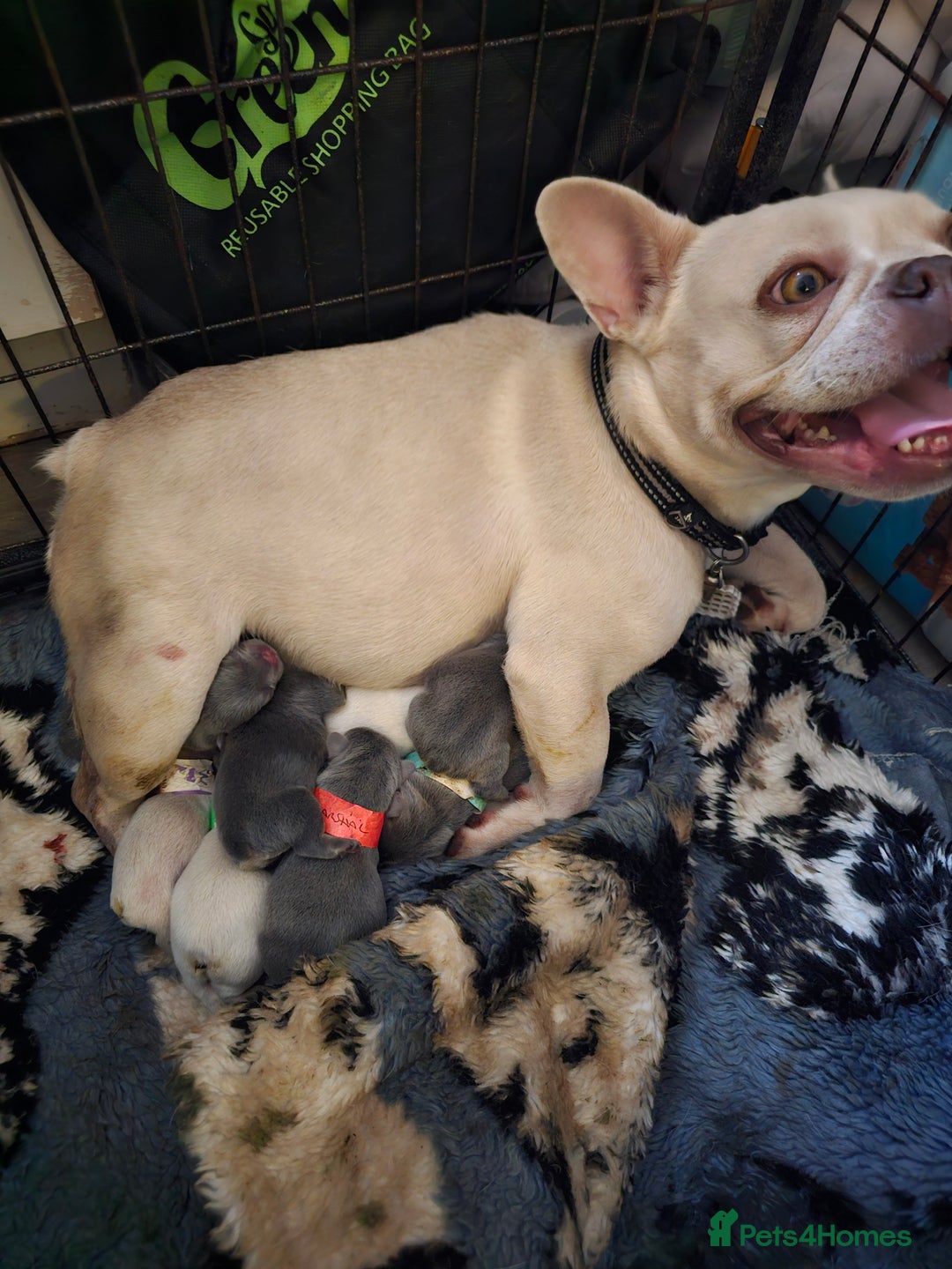 French Bulldog dogs for sale: Georgous french bulldogs for sale  - Image 10