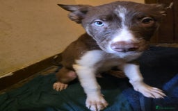 Huskita dogs for sale: huakey akita - Image 4