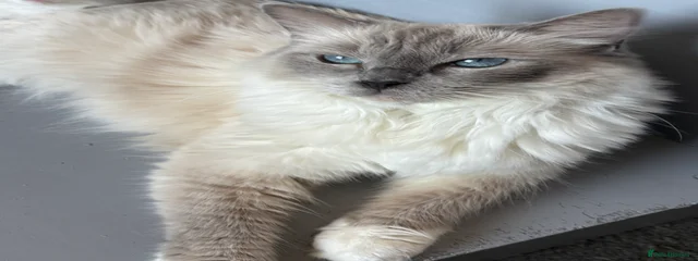 Bonnie 