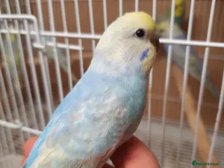 Budgerigars birds Young and adult budgies - Advert 1