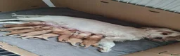 Cocker Spaniel dogs for sale: Beautiful golden working cocker spaniel puppies  - Advert 33