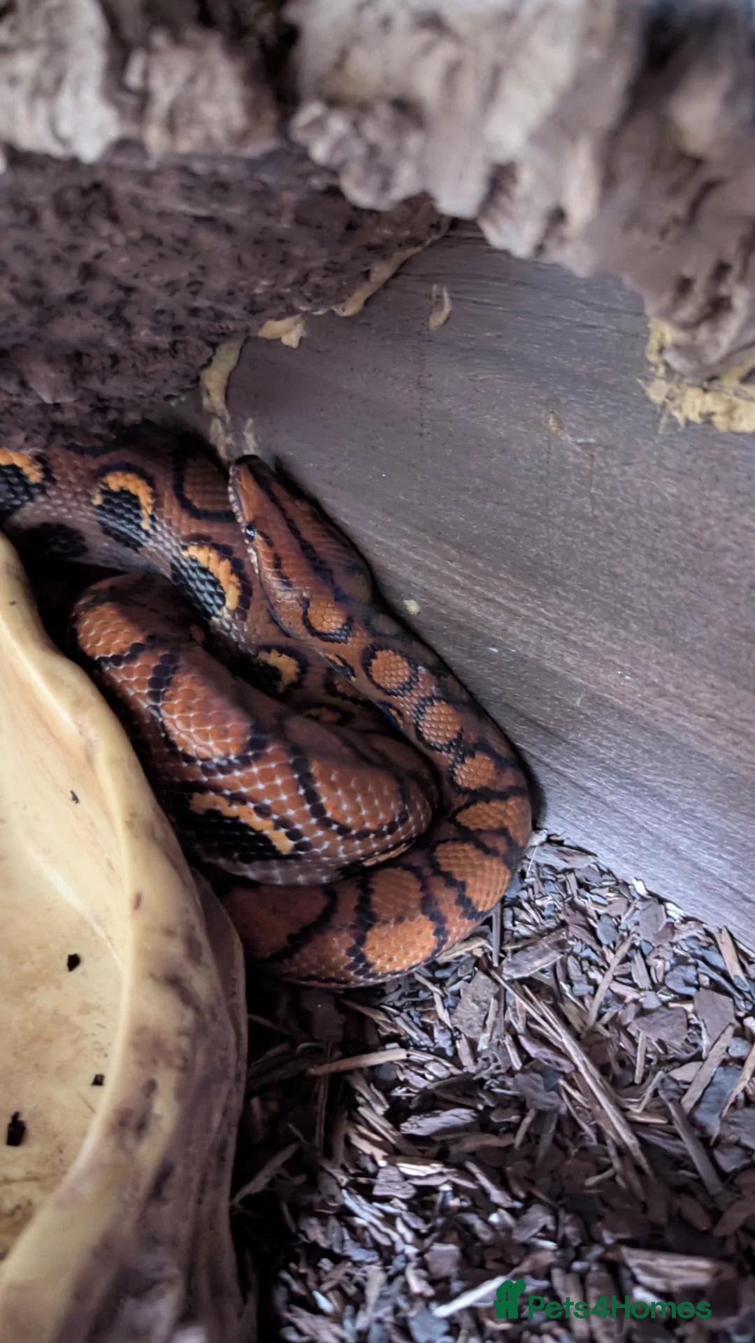 Boa Snake reptiles for sale: Beautiful Brazilian Rainbow Boa - Advert 1