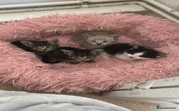 Ragamese cats for sale: Beautiful ragamese/bengal - Image 17