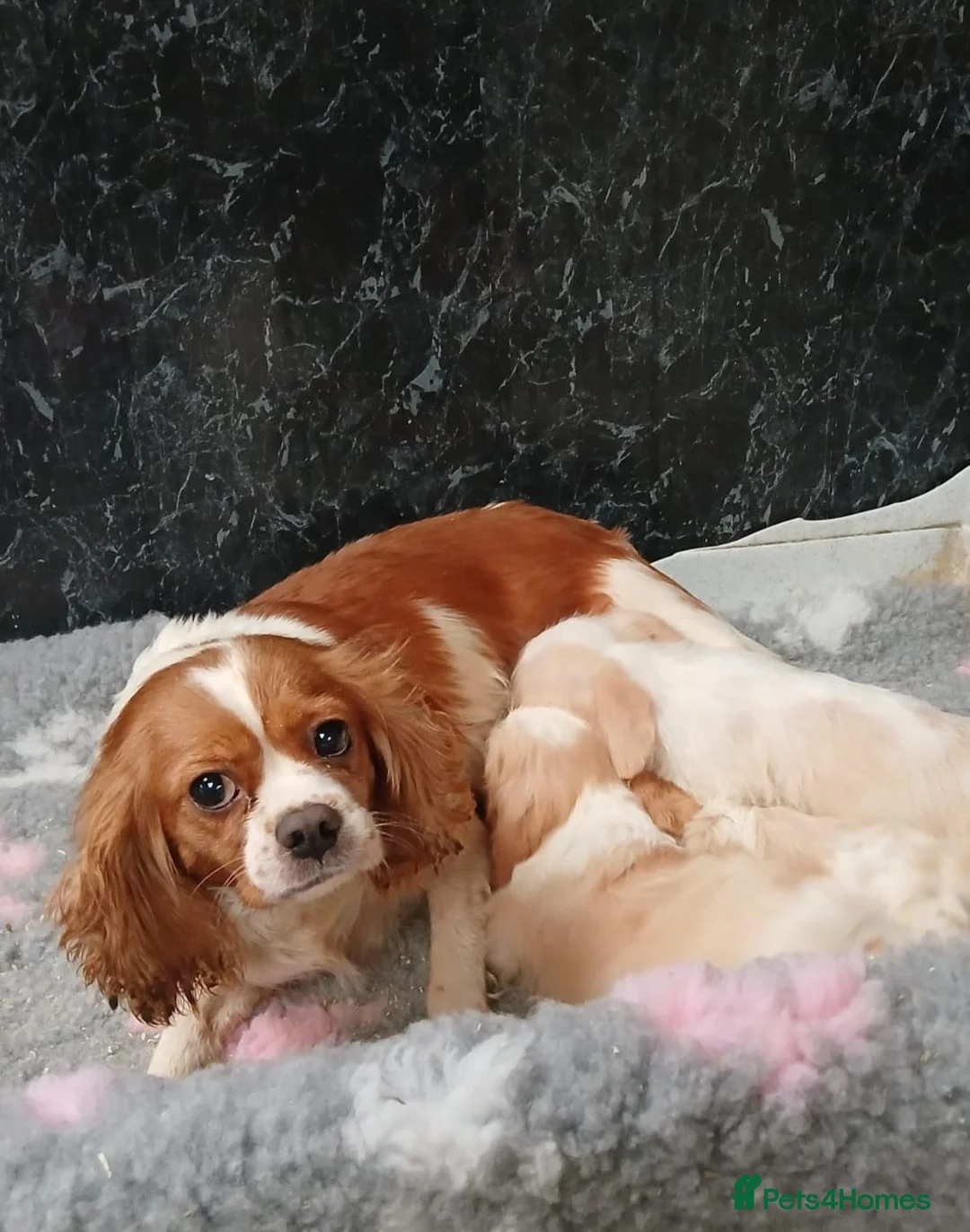 Cavapoo dogs for sale: Beautiful Cavapoo pups for sale - Advert 8
