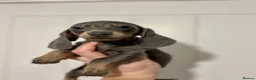 Dachshund dogs for sale: Dash hound for sale - Advert 4
