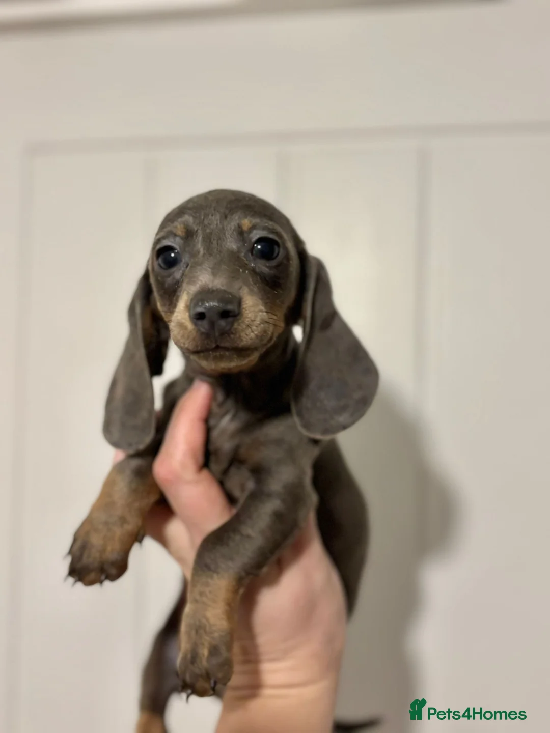 Dachshund dogs for sale: Dash hound for sale - Advert 4