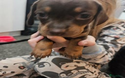 Mixed Breed dogs for sale: Pug x miniature dachshund *Only one left* - Image 8