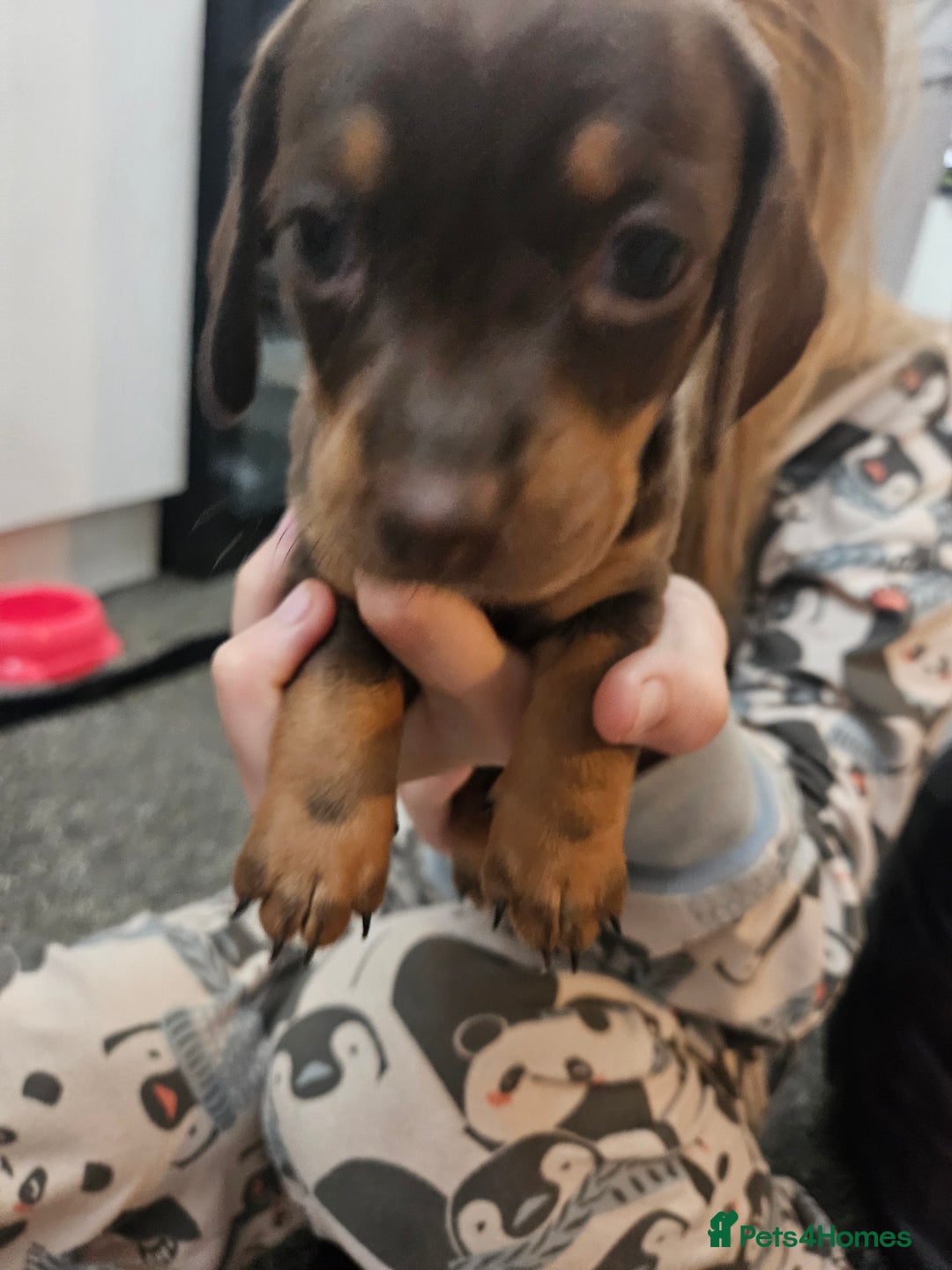 Mixed Breed dogs for sale: Pug x miniature dachshund *Only one left* - Image 8