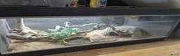 Bearded Dragon reptiles for sale: Bearded Dragon with Vivarium and all accessories  in Derby - Advert 9