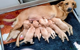 Labrador Retriever dogs for sale: Outstanding litter of working Labrador pups KC reg - Image 5