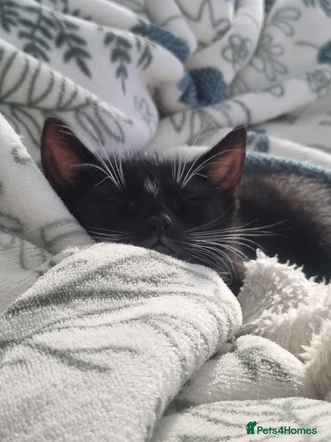 American Shorthair cats for sale: Kittens for sell, ready to go now!  - Image 12