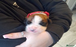 Boxer dogs for sale: Beautiful/Stunning Pedigree Boxer Puppies  - Image 20