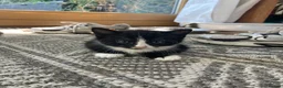 Mixed Breed cats for sale: adorable Kittens - Advert 3