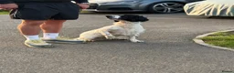 Sprocker dogs for sale: 2 year old male sprocker  - Advert 6