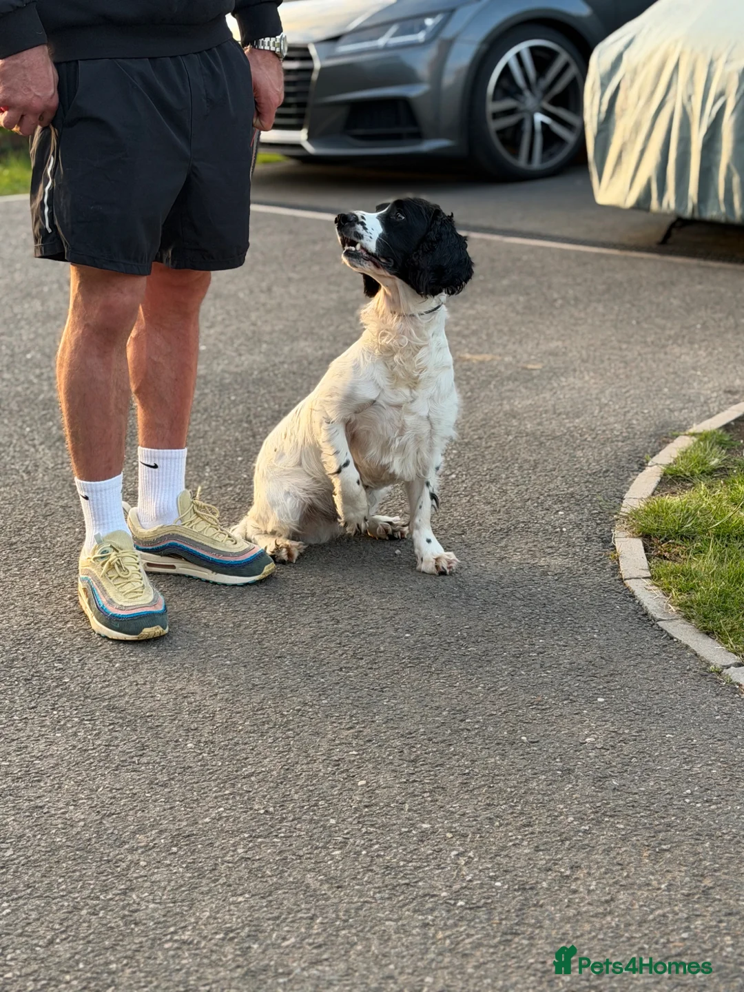 Sprocker dogs for sale: 2 year old male sprocker  - Advert 6