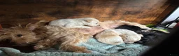 Pomapoo dogs for sale: F2 Pomapoo pups for sale  in Ashbourne - Advert 6