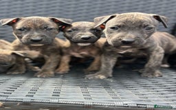 Mixed Breed dogs for sale: Mixed breed pups available  - Image 1