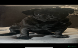 Pug dogs for sale: Pug male - Image 1