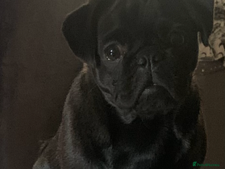 Pug dogs for sale - Advert 1