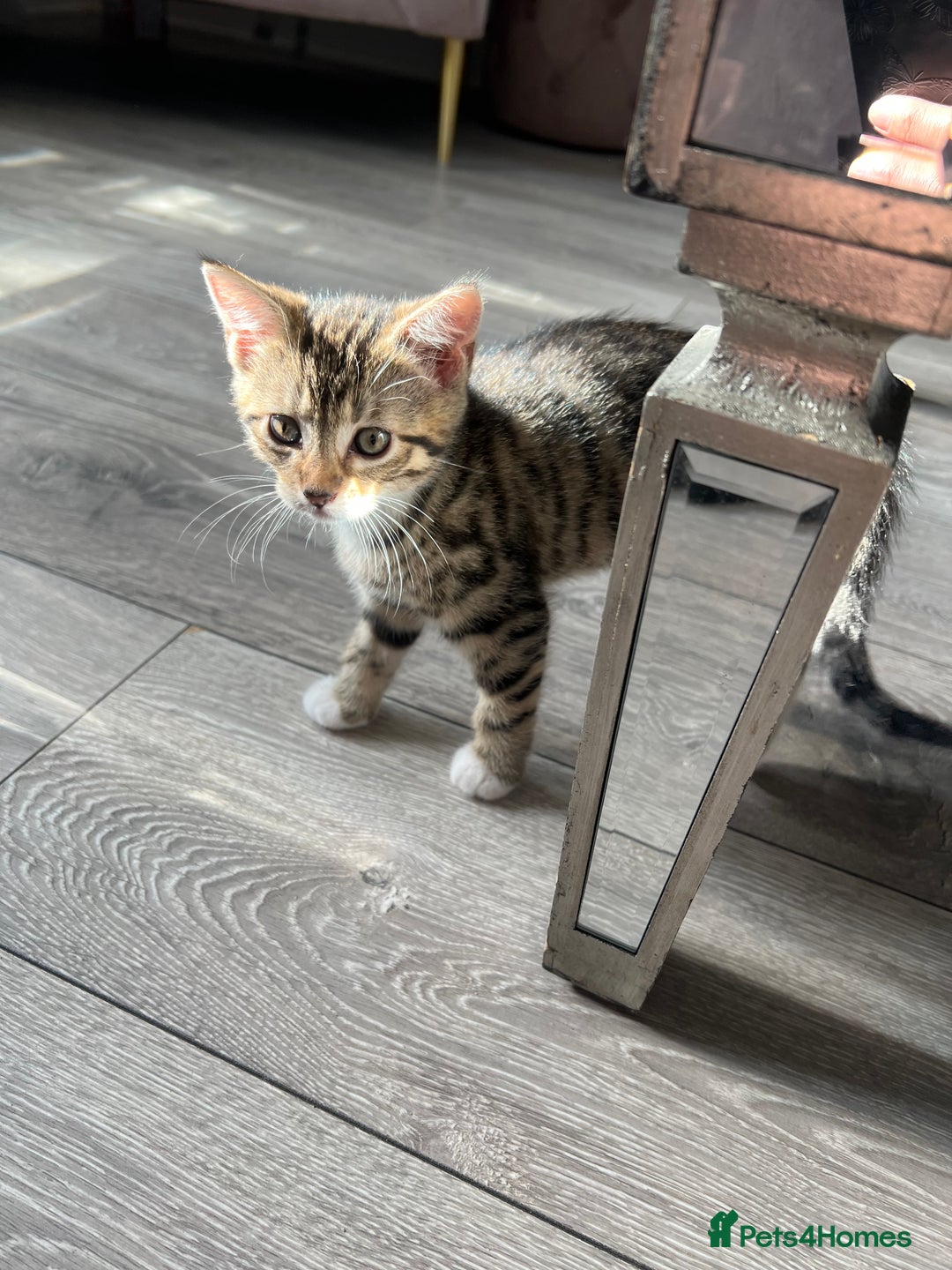 Mixed Breed cats for sale: Three Sweet Kittens Ready for a Loving Home - Image 10