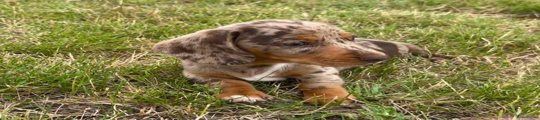 Miniature Dachshund Puppy 2