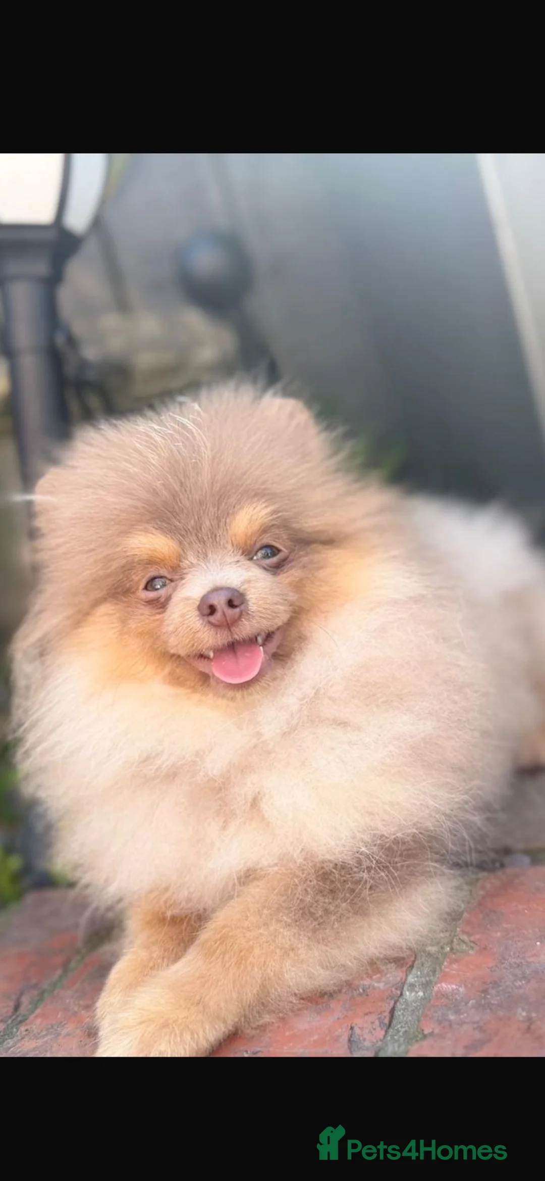 Pomeranian dogs for stud: ** PROVEN, HEALTHY STUD ** - Advert 4