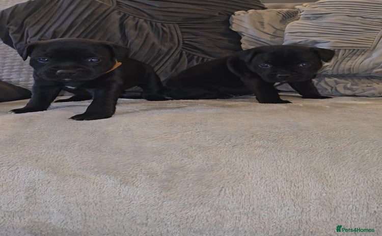 Staffordshire Bull Terrier dogs  STAFFORDSHIRE BULL TERRIERS PUPS  - Advert 8