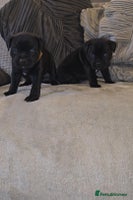 Staffordshire Bull Terrier dogs STAFFORDSHIRE BULL TERRIERS PUPS - Advert 7