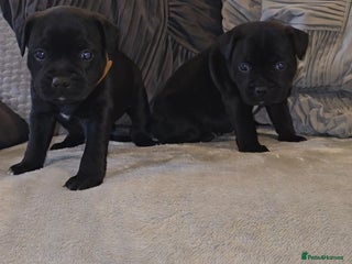 Staffordshire Bull Terrier dogs STAFFORDSHIRE BULL TERRIERS PUPS - Advert 6