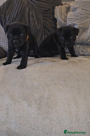 Staffordshire Bull Terrier dogs STAFFORDSHIRE BULL TERRIERS PUPS - Advert 1