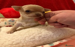 Chihuahua dogs for sale: Tiny apple head chihuahuas - Image 33