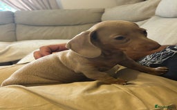 Miniature Dachshund dogs for sale: Miniature dachshunds  - Image 4