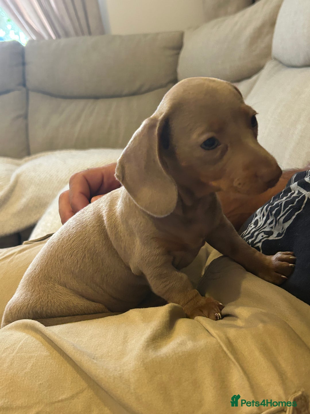 Miniature Dachshund dogs for sale: Miniature dachshunds  - Image 4