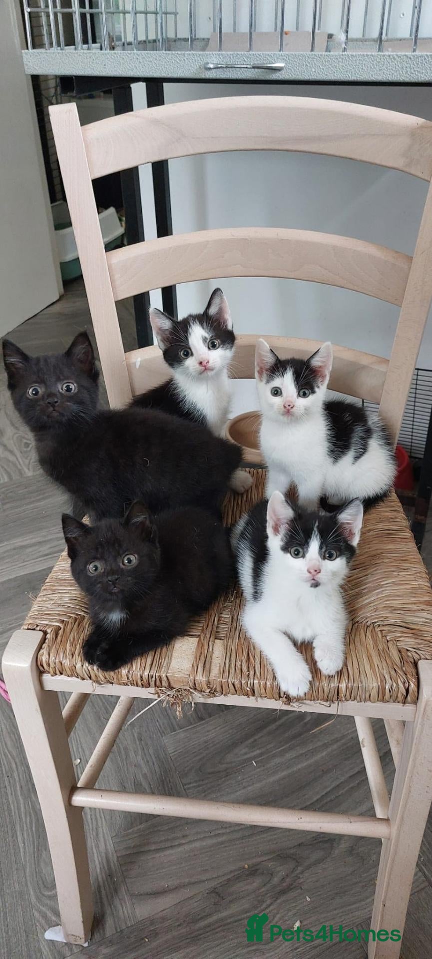 Mixed Breed cats 6 happy playful kittens - Advert 5