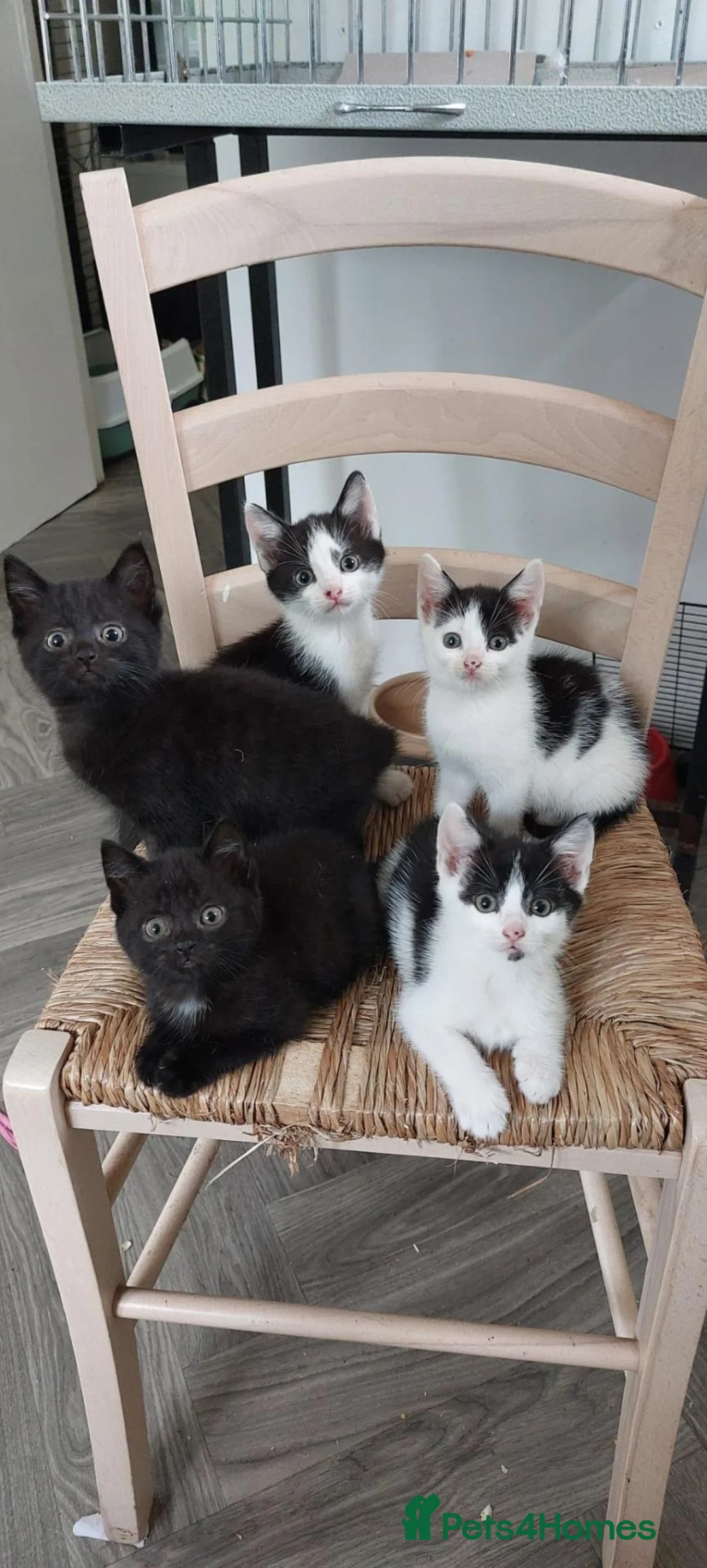 Mixed Breed cats for sale: 6 happy playful kittens - Advert 1