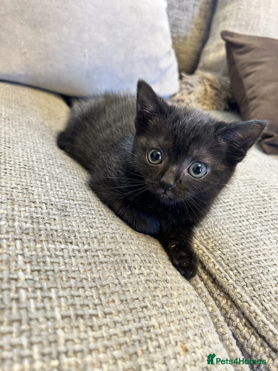 Mixed Breed cats for sale: Female Kittens Looking for Their Forever Homes ✨ - Advert 5