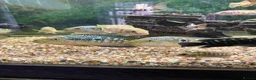Cichlids fish for sale: Jack Des in Wolverhampton - Advert 3